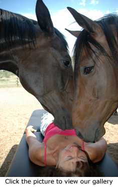 Equine Healing